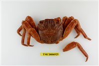 藏品(細紋方蟹)的圖片